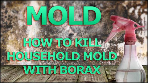 How to Kill Mold with Borax 